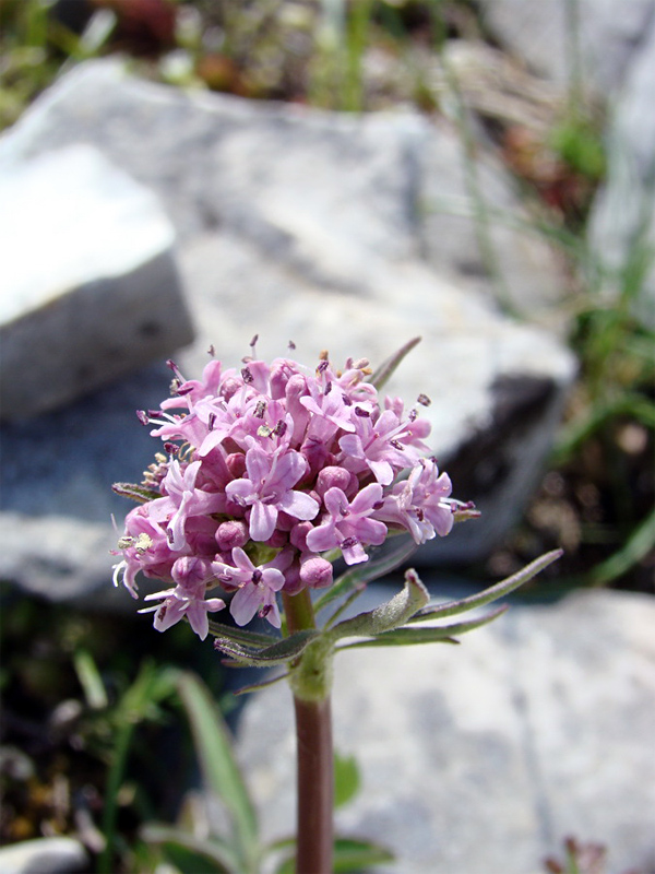 Valeriana tuberosa / Valeriana tuberosa